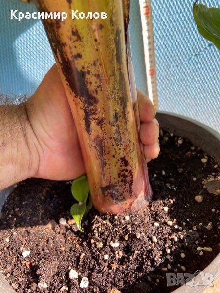 Банан ядлив джудже, Musa acuminata 'Dwarf Cavendish', растения