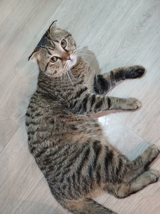 Кот в добрые руки