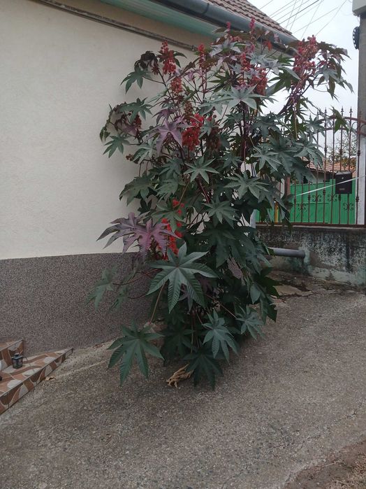 Planta ornamentala  pt curte cu inaltime de 3 m