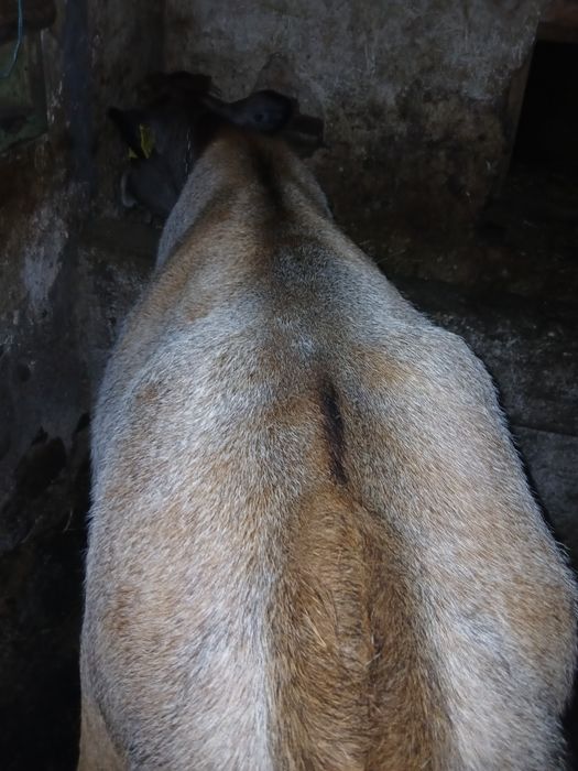 Vitea de 6 luni 200 kg in viu