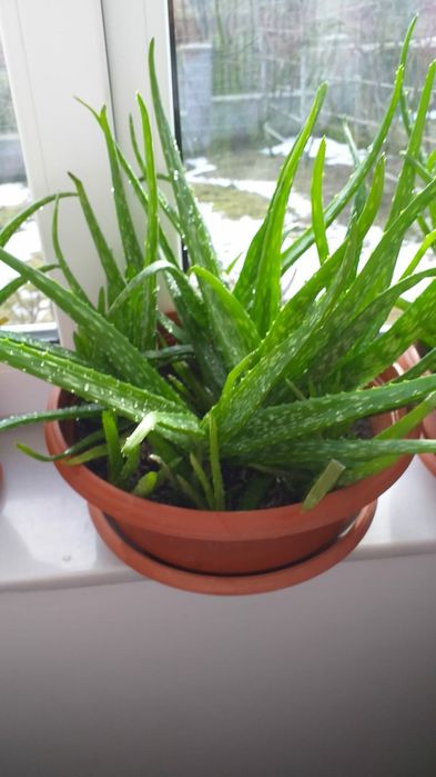Aloe vera