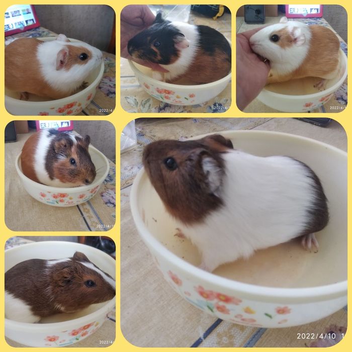 Морские свинки домашние