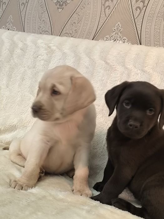Щенки лабрадора ретривера