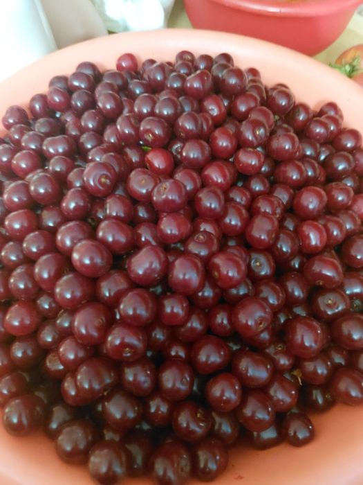 Продам вишню, крыжовник