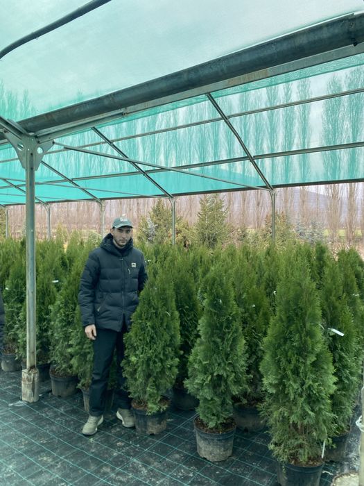 Туя смарагд пираммидальная