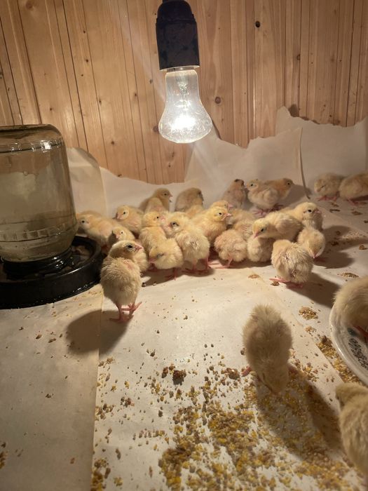 Перепелки Белый гигант Техас. Пятидневные. Звоните в любое время.