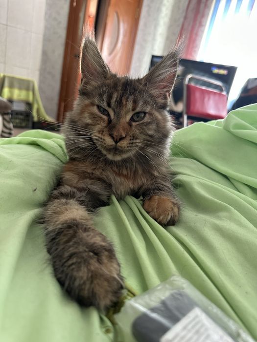 Котята Мейнкуны! Девочки