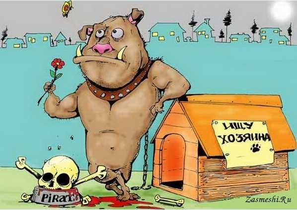 жрачка для собачки