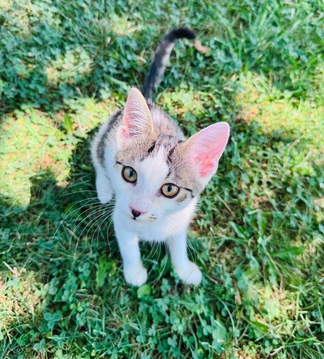 Pui de pisica spre adoptie