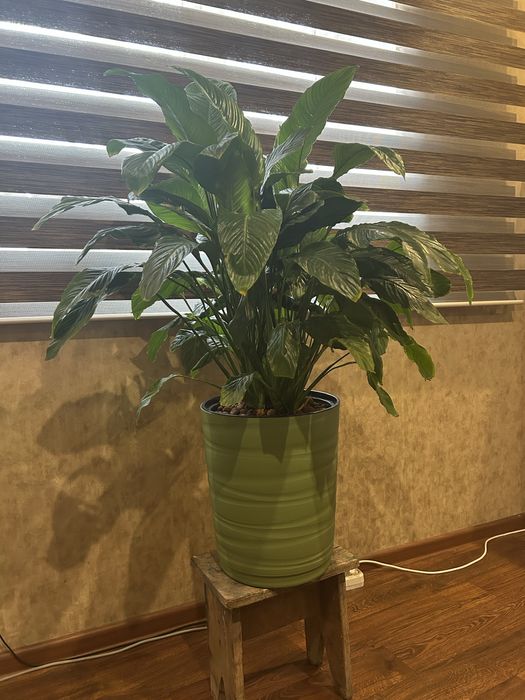 Продам комнатные ростения