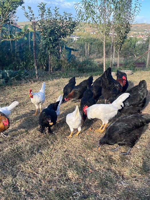 Australorp, Leghorn, Marans