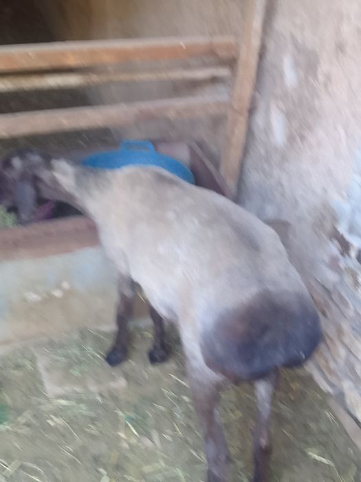 Куй  сотилади уткан йилги