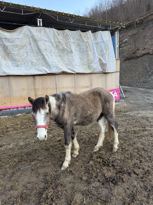 Vând mânz de 2 ani!