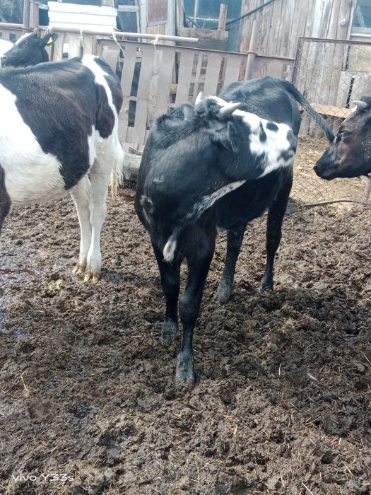 Продам на доращивание 4 головы