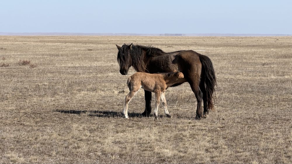 Продам кобылу 7 лет, ( жуас малдануга)