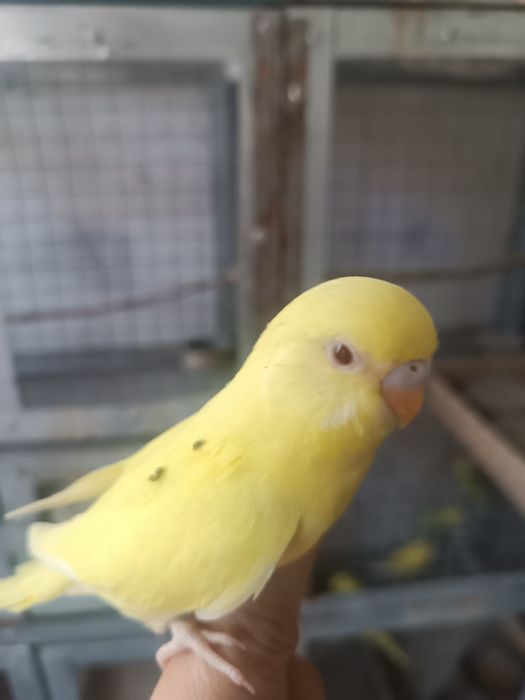 Продаются попугаи молодые валнистые