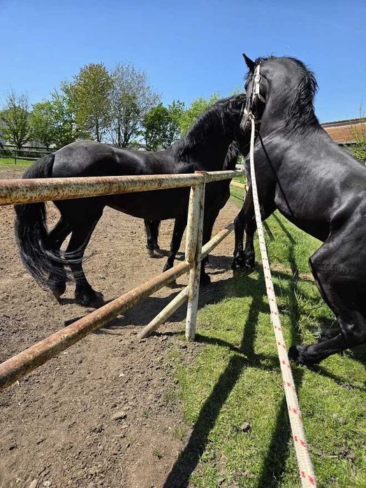 De vânzare: Iapă Friesian (7 ani) și Mânz (2 ani)  preț redus ambii 12.000 euro – Snagov, Ilfov