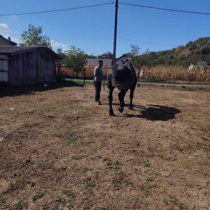 Vând mânz  sur  de 3 ani , cuminte și învățat la  căruță