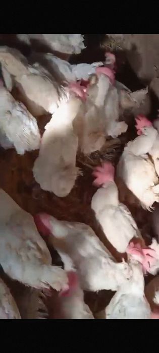 Куры несушки декалбы