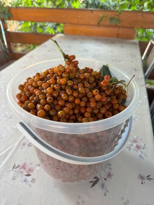 Боярышник лекарственный