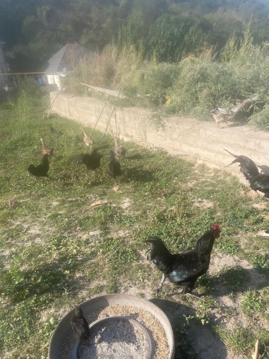 Петухи австролорп