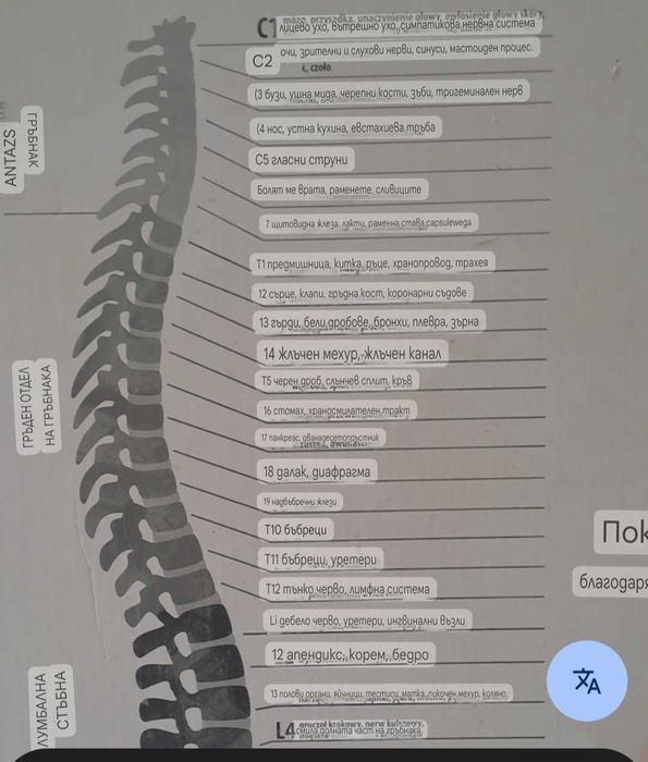 Функционален масажор за врат и гръб