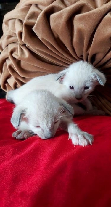 ВОСТОЧНЫЕ кошки. Ориентальные,-  котята