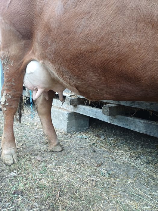 Vaca de 4 ani gestantă în 6 luni