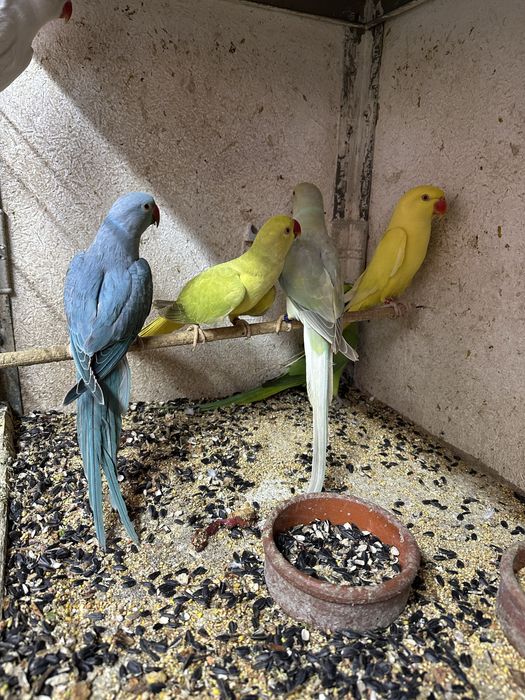 Papagali Micul  si marele Alexander