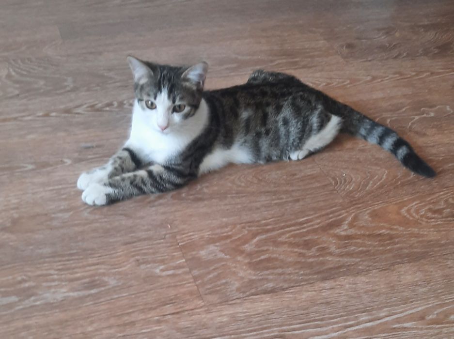 Котенок мальчик в добрую семью