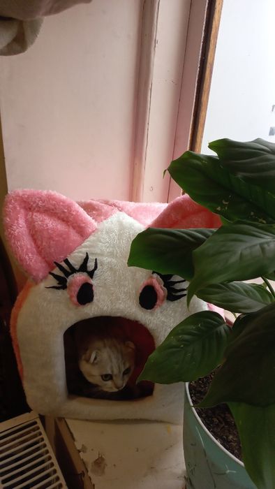 Домики для кошек и собак