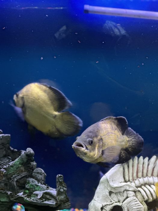 Астранотусы 20-25 см . Пара