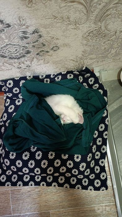 Отдам котенка 6 недель