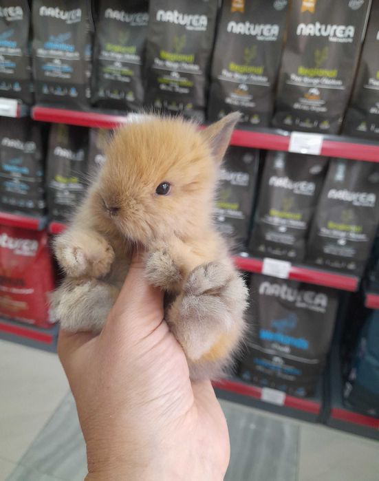 Декоративни мини зайчета