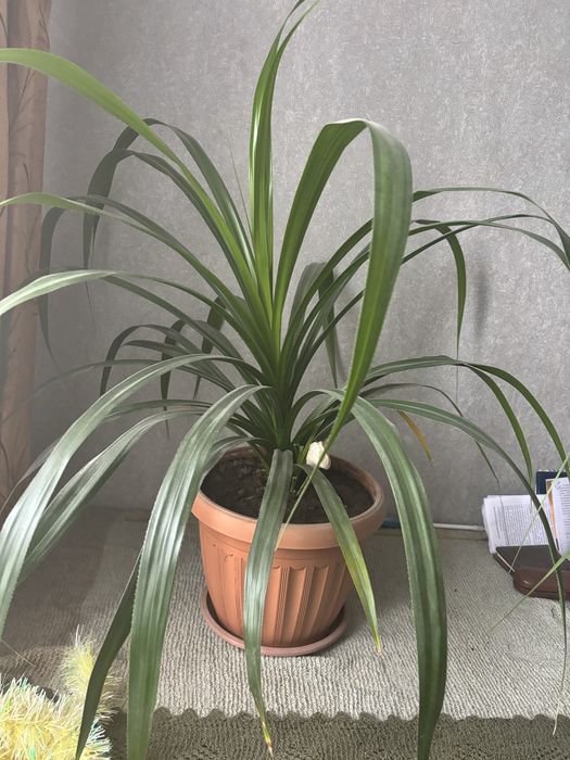 панданус(винтовая пальма)