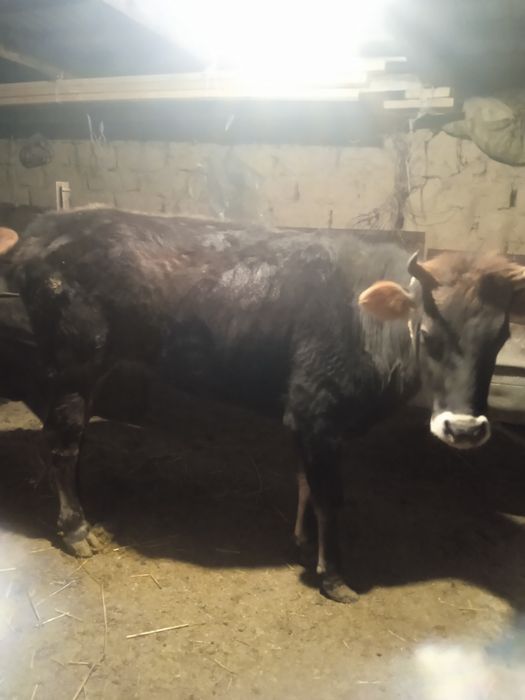 продаётся тёлки есть обмен на откорме