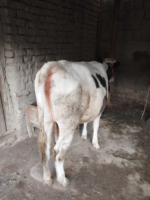 Mol modda ayol 125 buyi eni 1 metrdan uzun halol