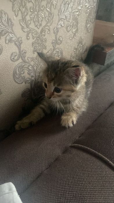 Котята домашние девочки