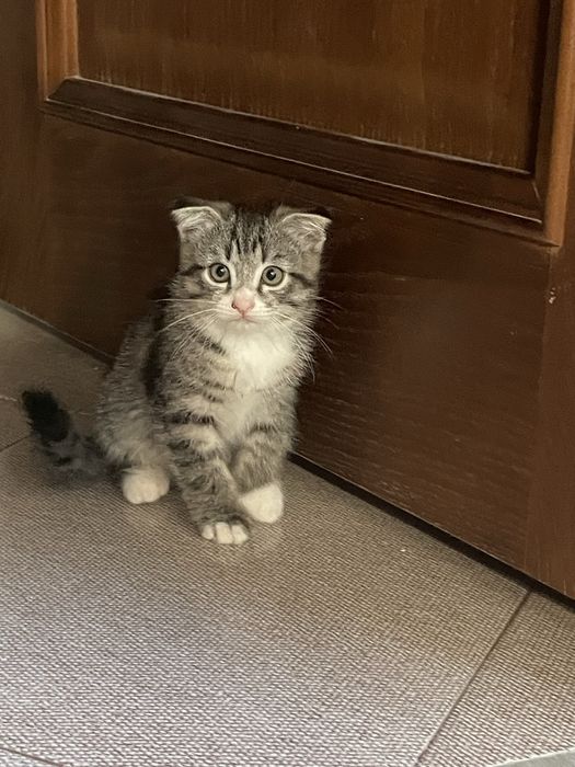 Котята в хорошие руки