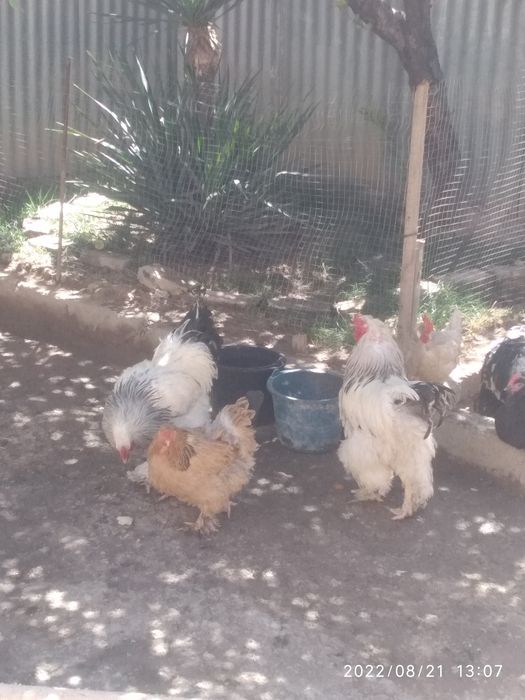 Брама куры петухи