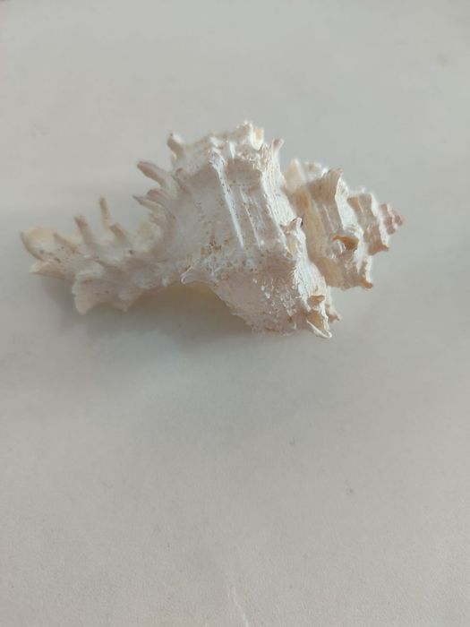 Ракушки для аквариума