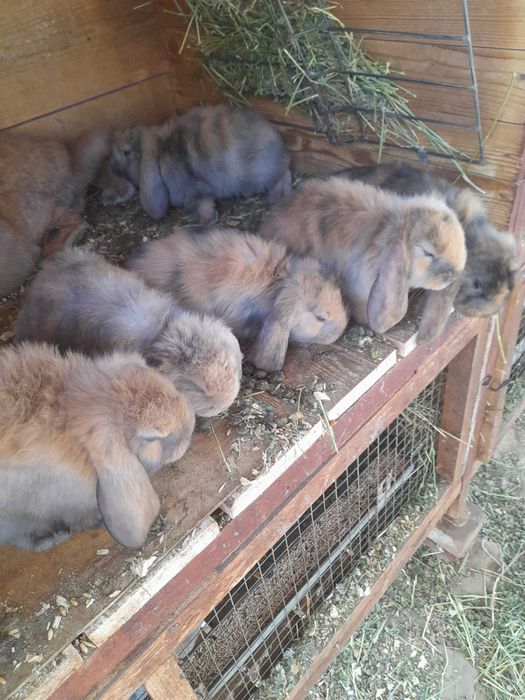 De vânzare iepurași