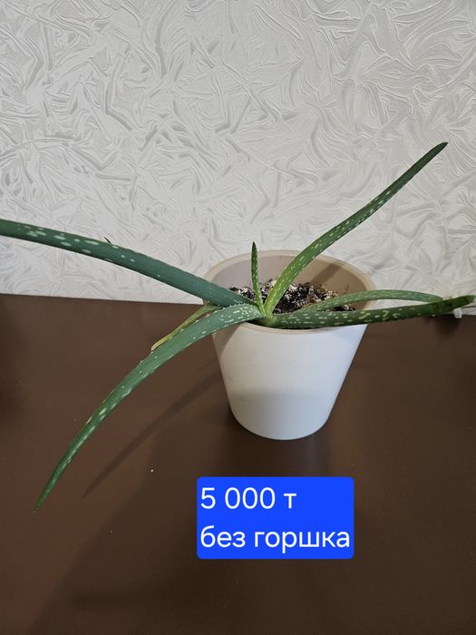 Алоэ вера лечебный