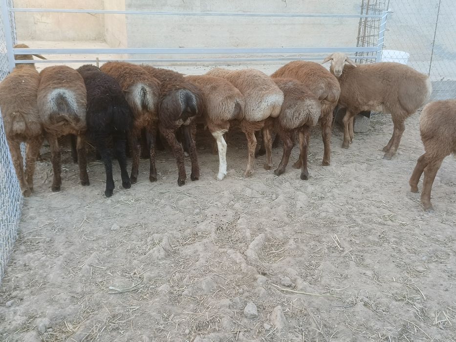Қозы қошқарлар арашан гиссар