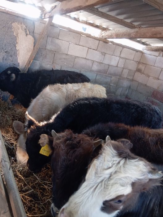 Продам бычков домашних