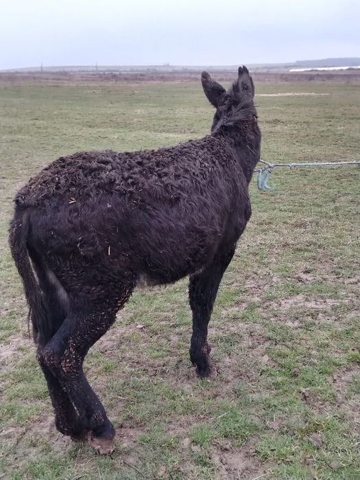 Vând magar tânăr.