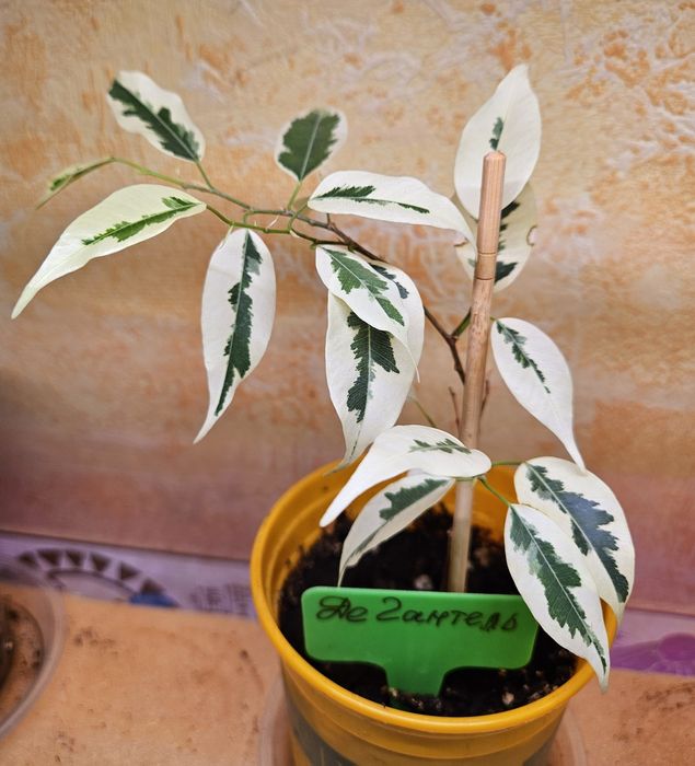 Продам комнатные растения