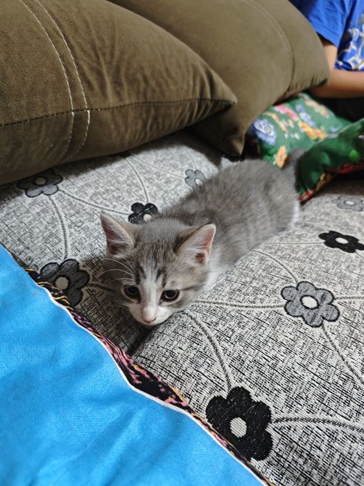 Отдам бесплатно котят