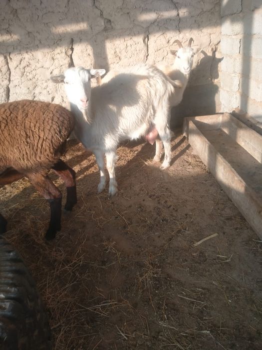 Сауынды ешки сауынды