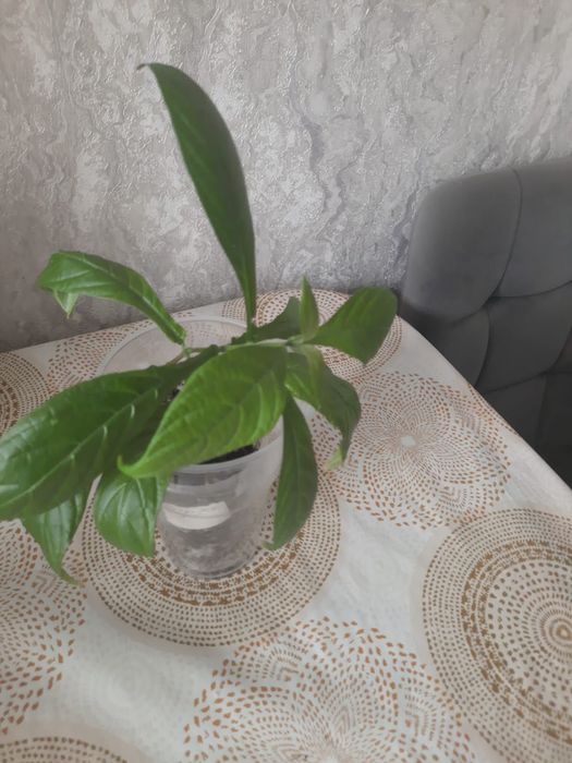 Цветы комнатные,отростки